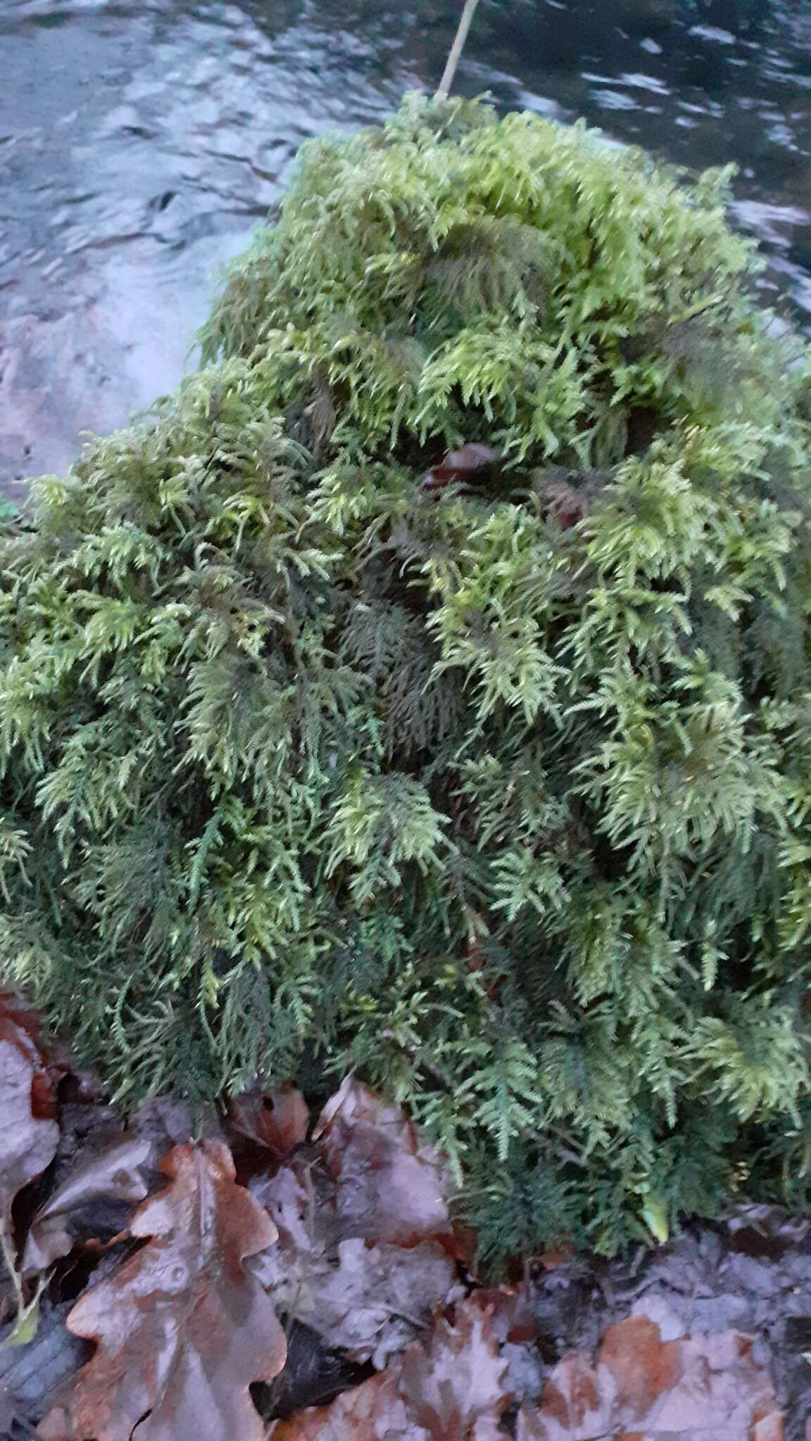 Image of thamnobryum moss