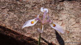 Image of Moraea elliotii Baker