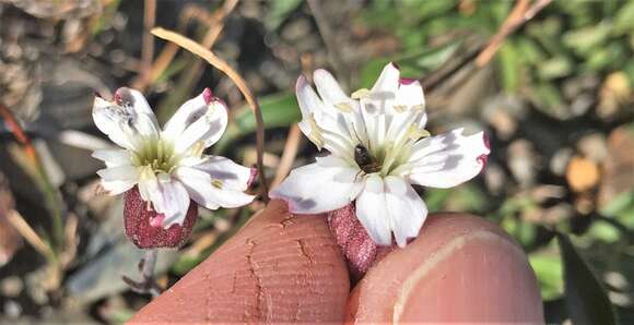 صورة Silene parryi (S. Wats.) C. L. Hitchcock & Maguire