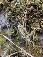 Image of cup lichen