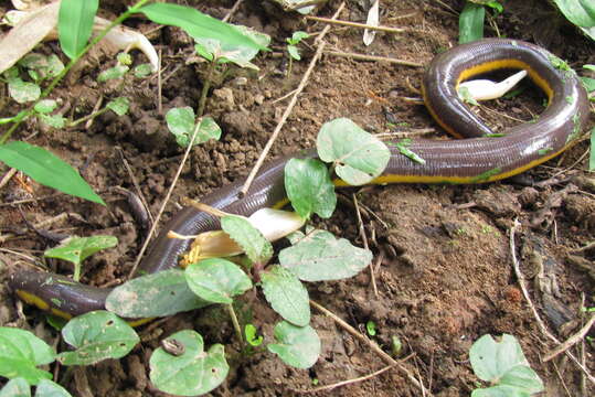 Image of Koa Tao Island Caecilian