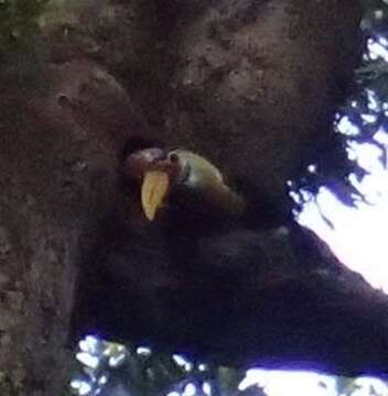 Image of Knobbed Hornbill