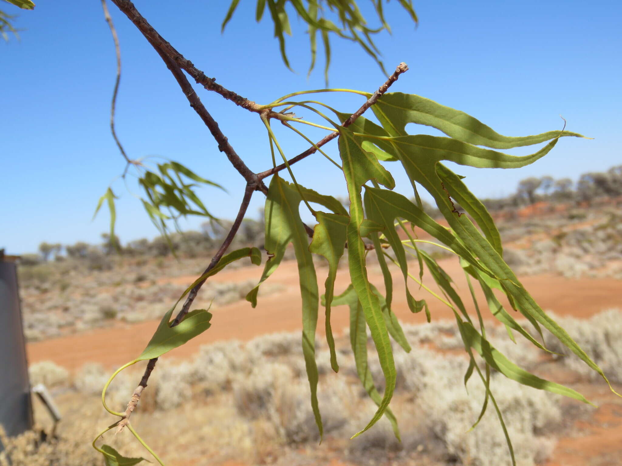 Image of Brachychiton gregorii F. Müll.