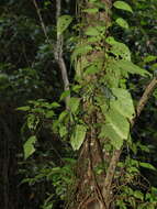 Image of Laportea peduncularis (Wedd.) Chew