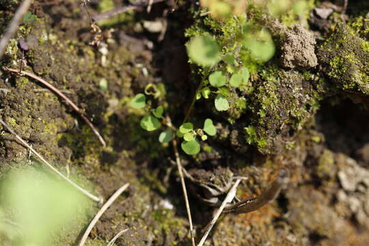 Imagem de Euphorbia fimbrilligera Mart.