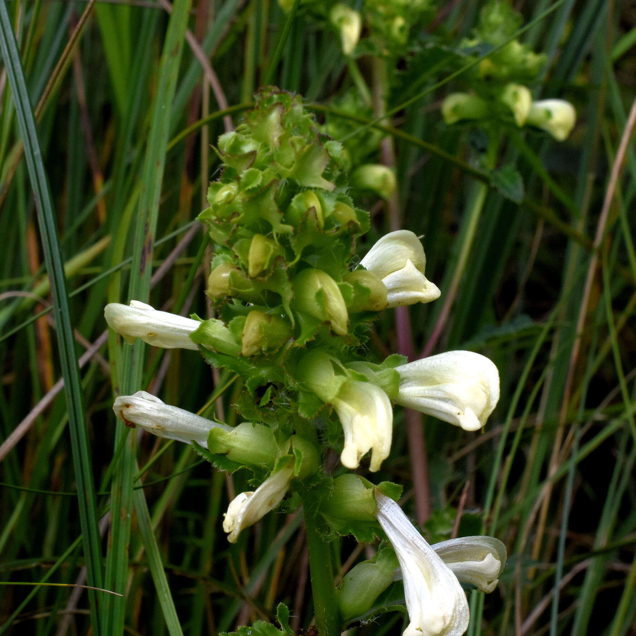 Image of swamp lousewort