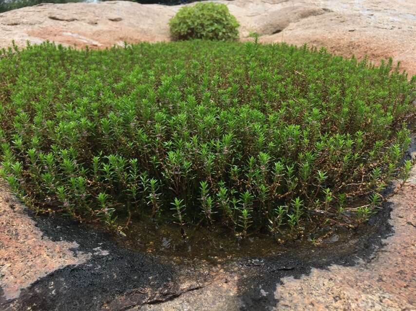 صورة Rotala fimbriata Wight