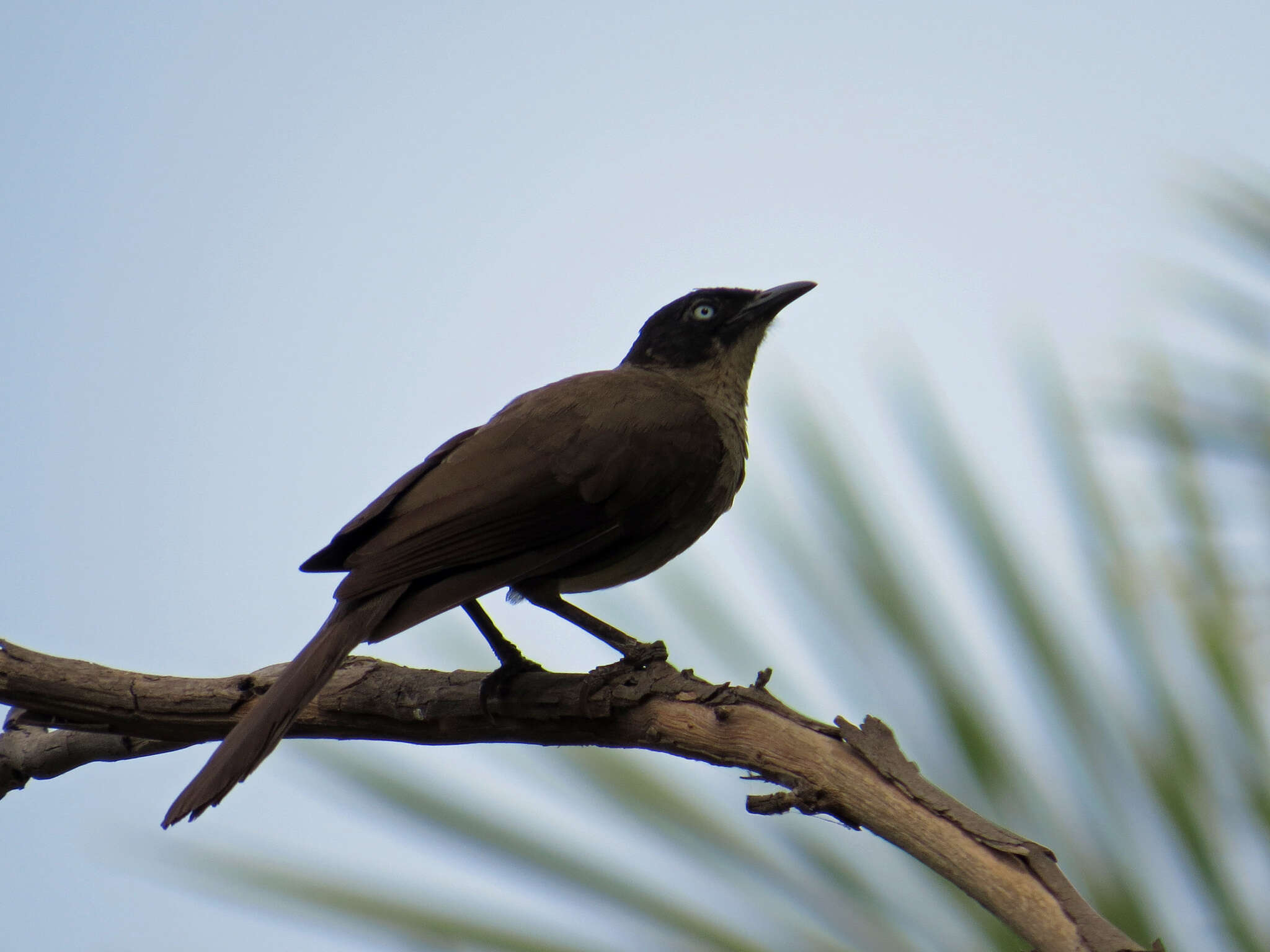 Image of Blackcap Babbler