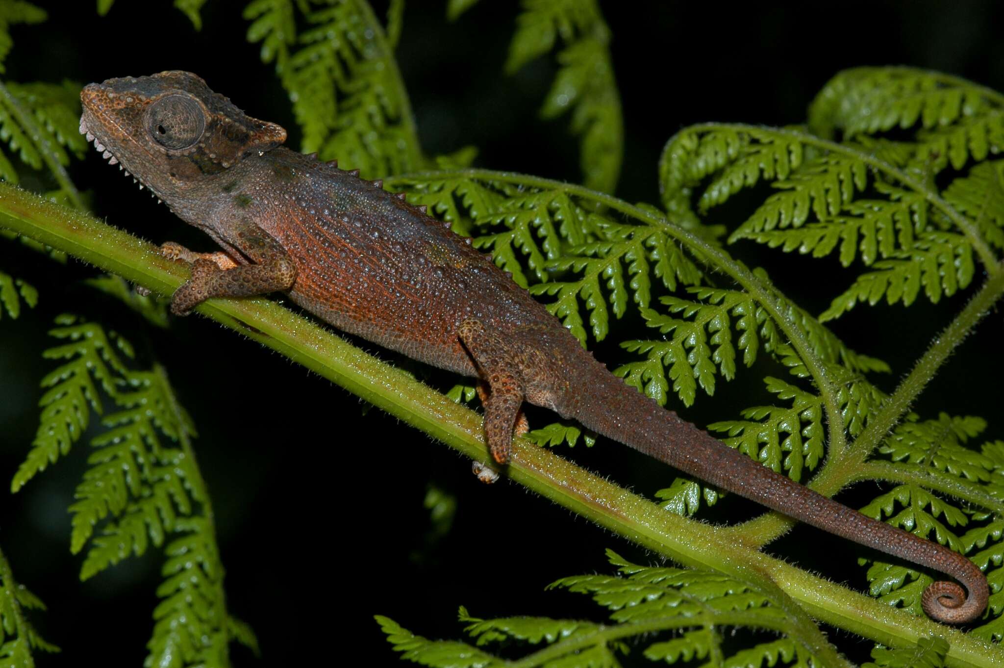 Image of Qudeni Dwarf Chameleon
