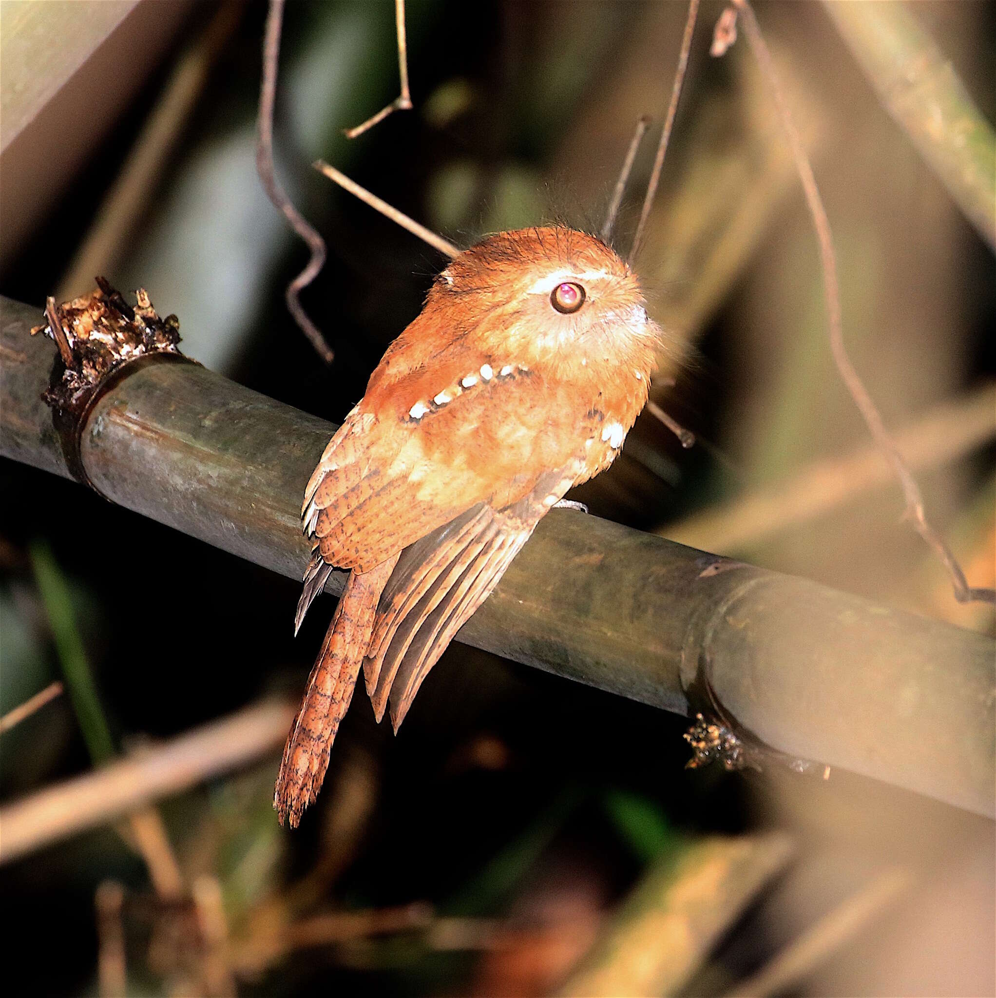 Image of Hodgson's Frogmouth