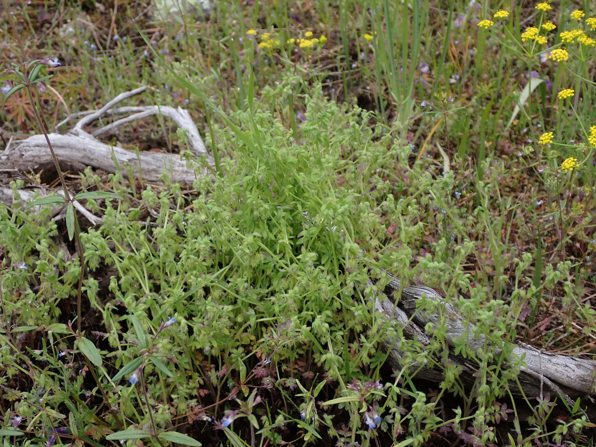 Nemophila breviflora A. Gray resmi