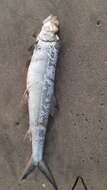 Image of Ladyfish