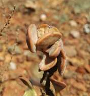 Image of Adromischus liebenbergii Hutchison