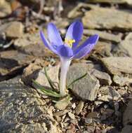 Image of Syringodea longituba subsp. violacea (M. P. de Vos) Goldblatt & J. C. Manning