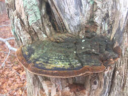 Image de Polypore du robinier