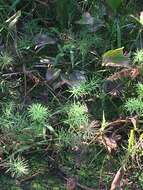 Image of Horse-Tail Crown Grass