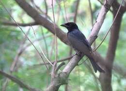 Image de Drongo à gros bec