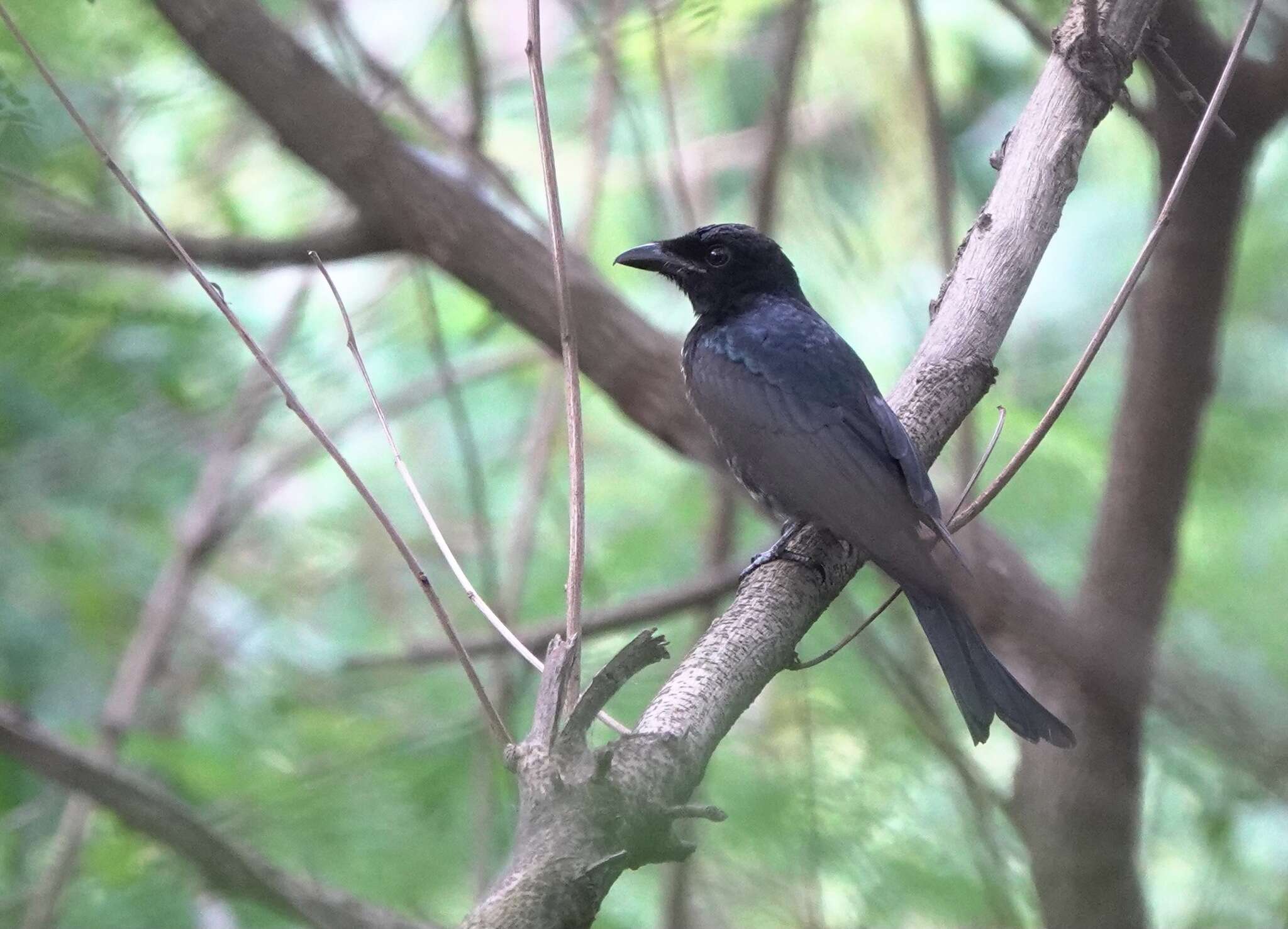 Image of Crow-biled Drongo