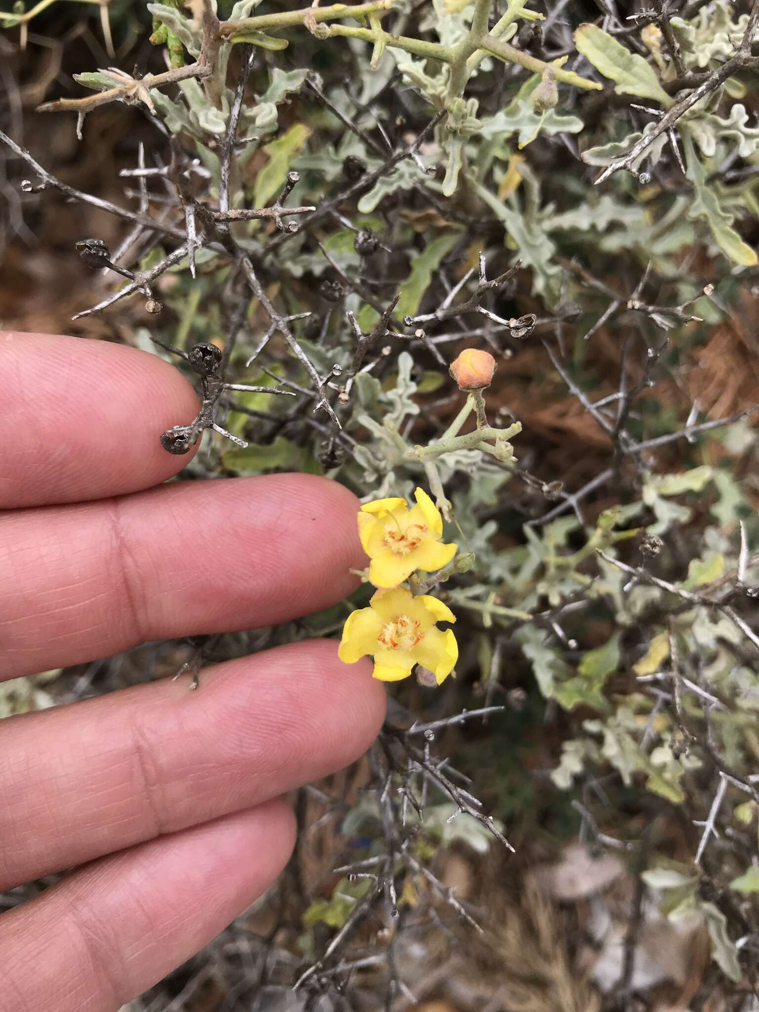 Image of Verbascum spinosum L.