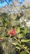 Image of Grevillea rhyolitica R. O. Makinson