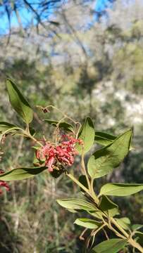 Image of Grevillea rhyolitica R. O. Makinson