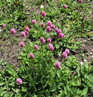 Image of Bistorta officinalis subsp. carnea (C. Koch) Sojak.