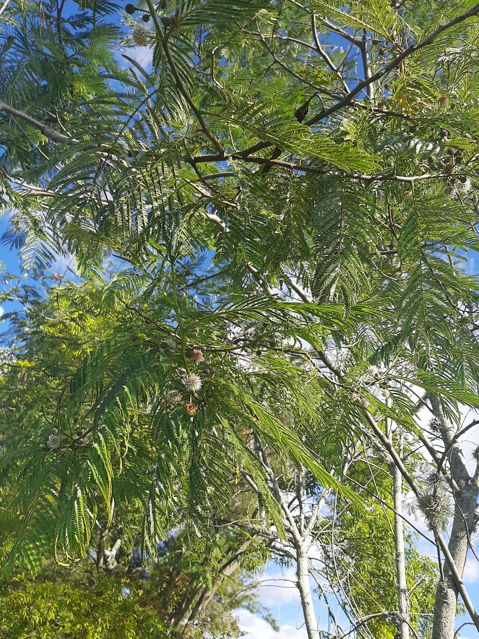 Plancia ëd Leucaena leucocephala subsp. leucocephala