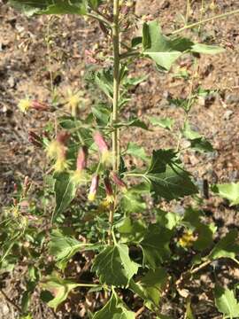 Image de Brickellia floribunda A. Gray