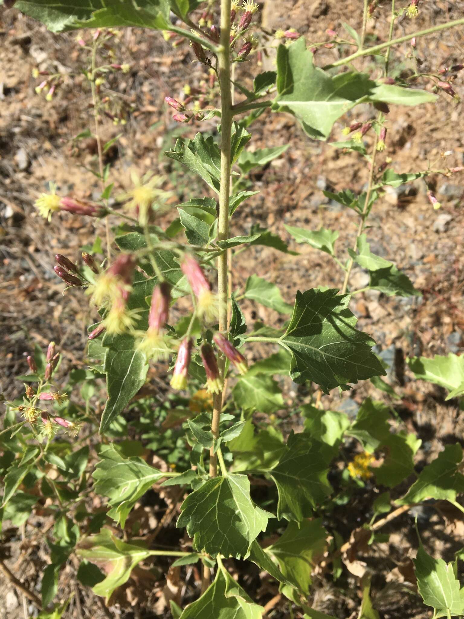 Brickellia floribunda A. Gray的圖片