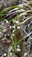 Слика од Scaphyglottis fasciculata Hook.