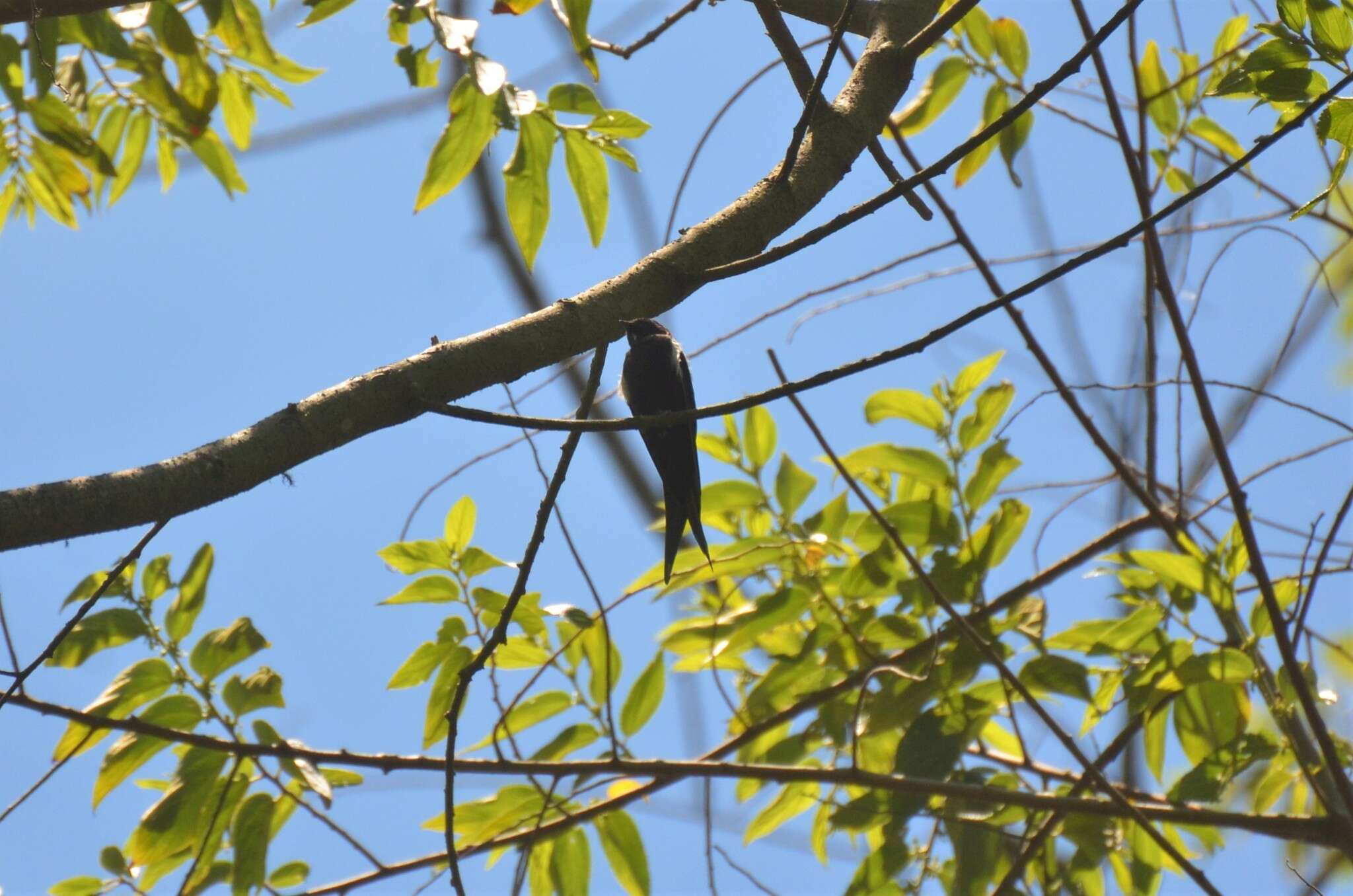 Image of Saw-wing