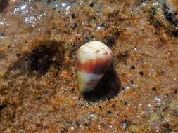 Image of marriage cone