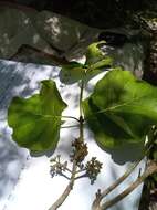 Imagem de Schizenterospermum rotundifolium Homolle ex Arènes