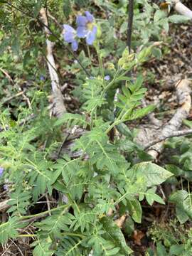 Image of towering Jacob's-ladder