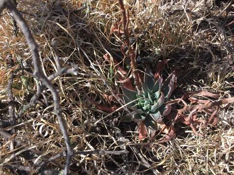 Image of Echeveria mucronata Schltdl.