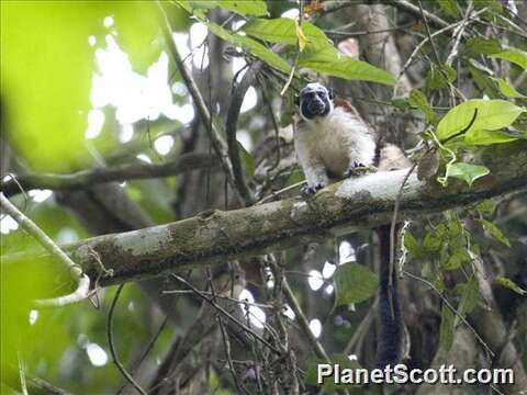 Image de Tamarin de Geoffroy