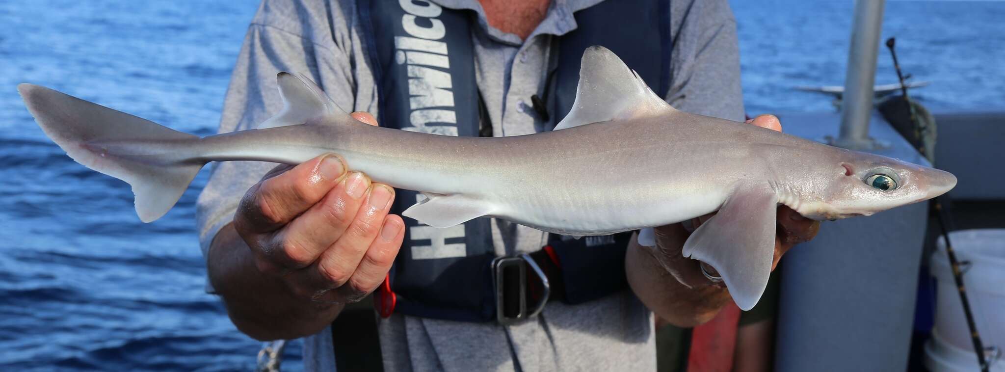 Image of Green-eyed dogfish