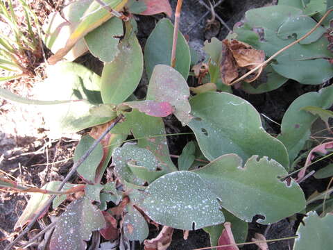 Imagem de Limonium alutaceum (Stev.) O. Kuntze