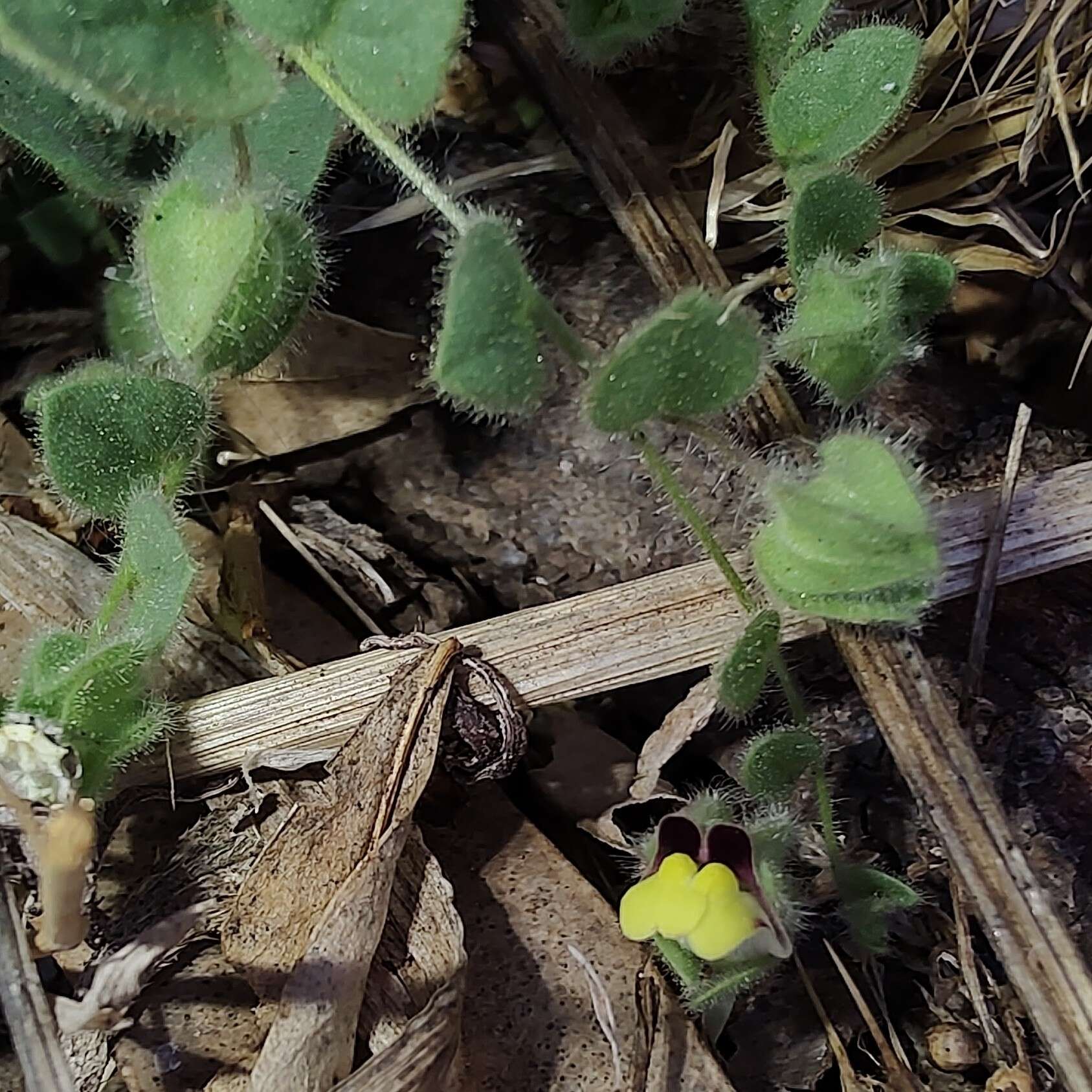 Image of Kickxia spuria subsp. integrifolia (Brot.) R. Fernandes