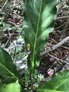 Image of Anthurium affine Schott