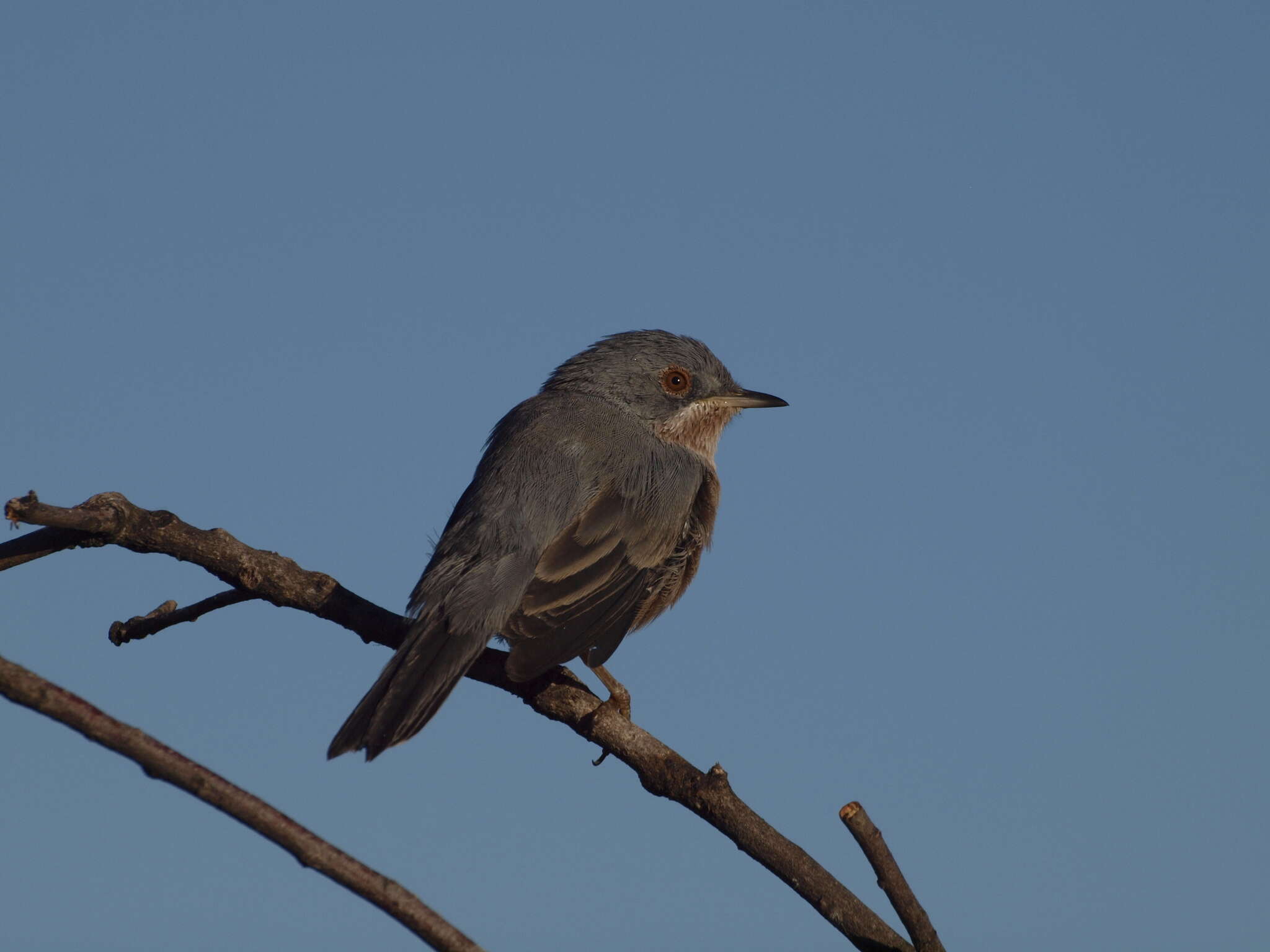 Image of Western Subalpine Warbler