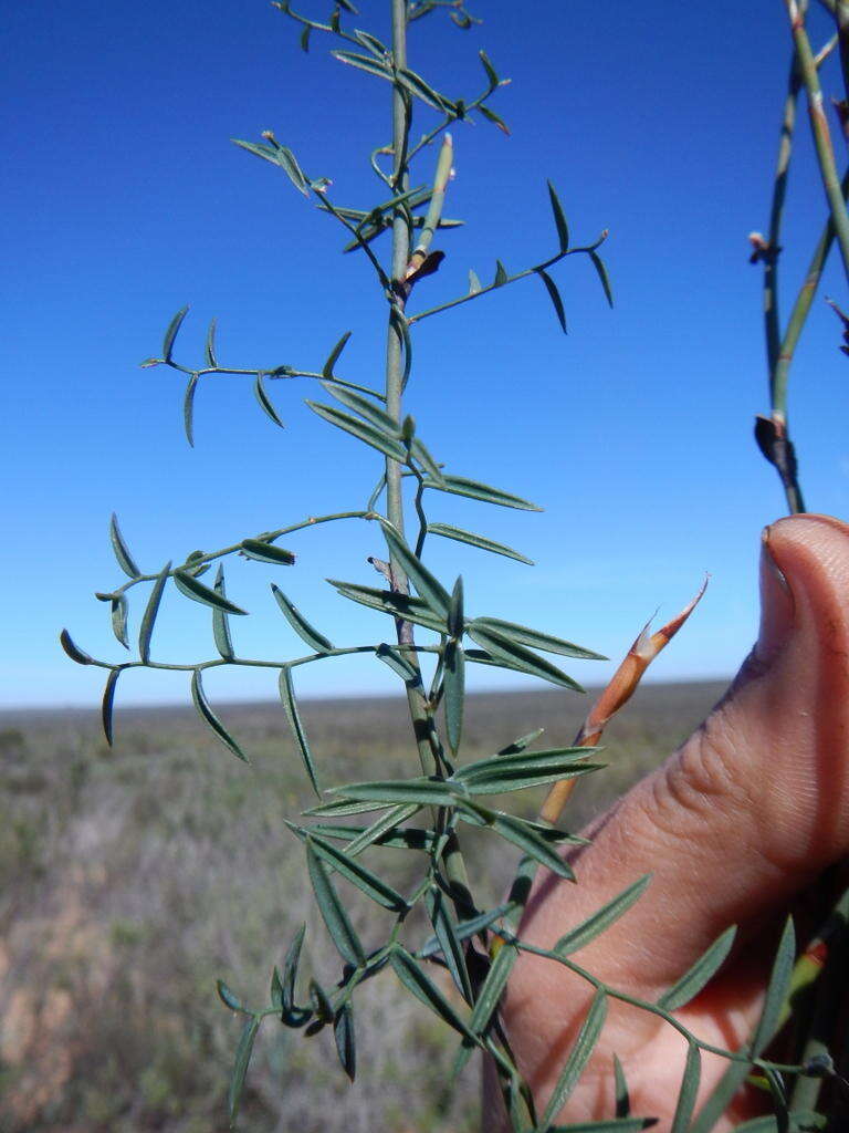 Image of Asparagus undulatus (L. fil.) Thunb.