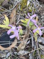 Image of Pink candy orchid