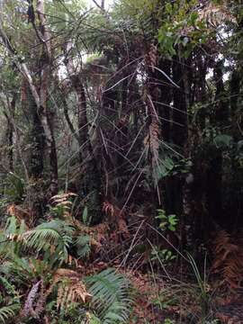 Image of Pseudopanax crassifolius (Sol. ex A. Cunn.) K. Koch