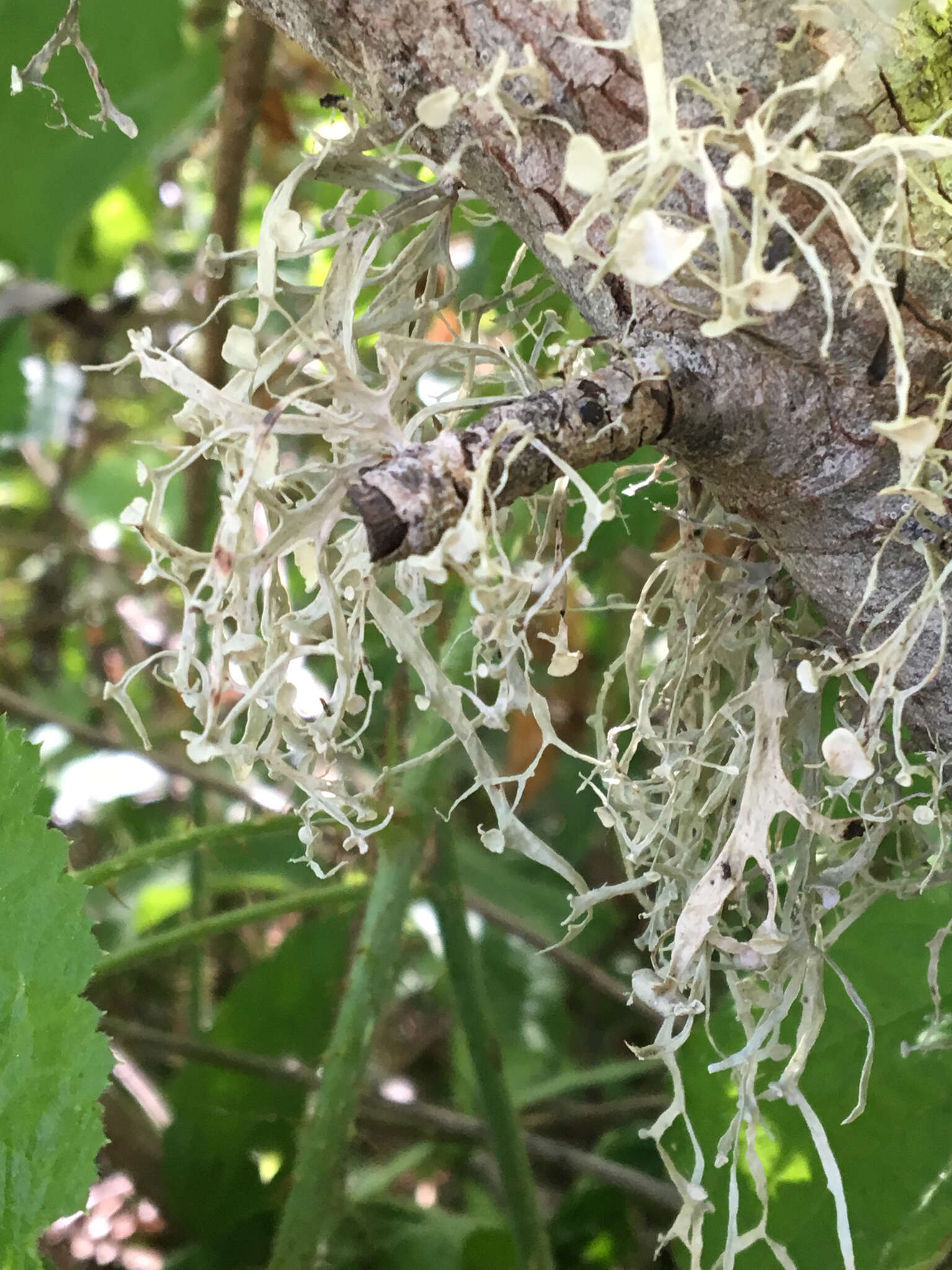 Image of cartilage lichen