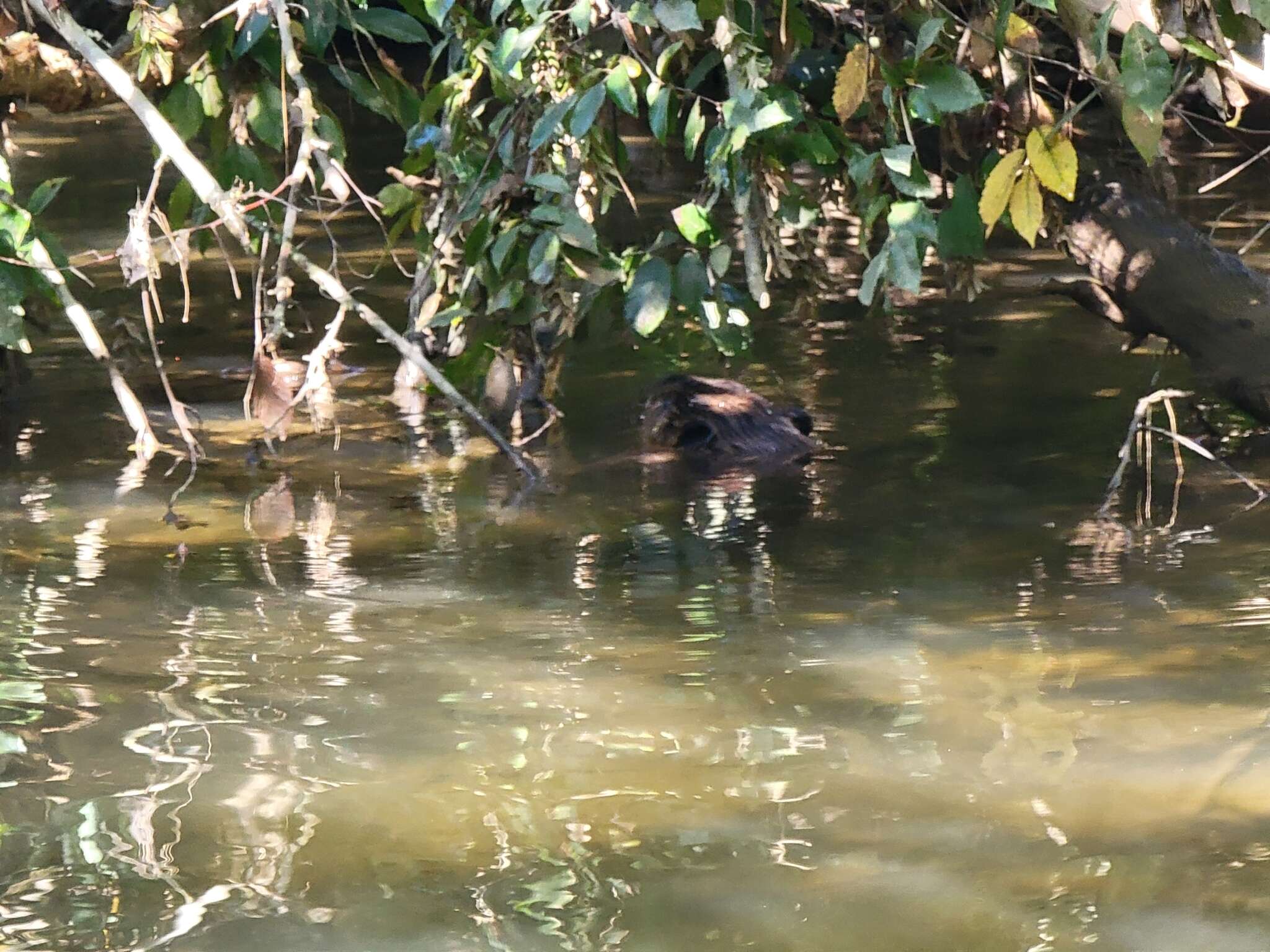 Image of beavers