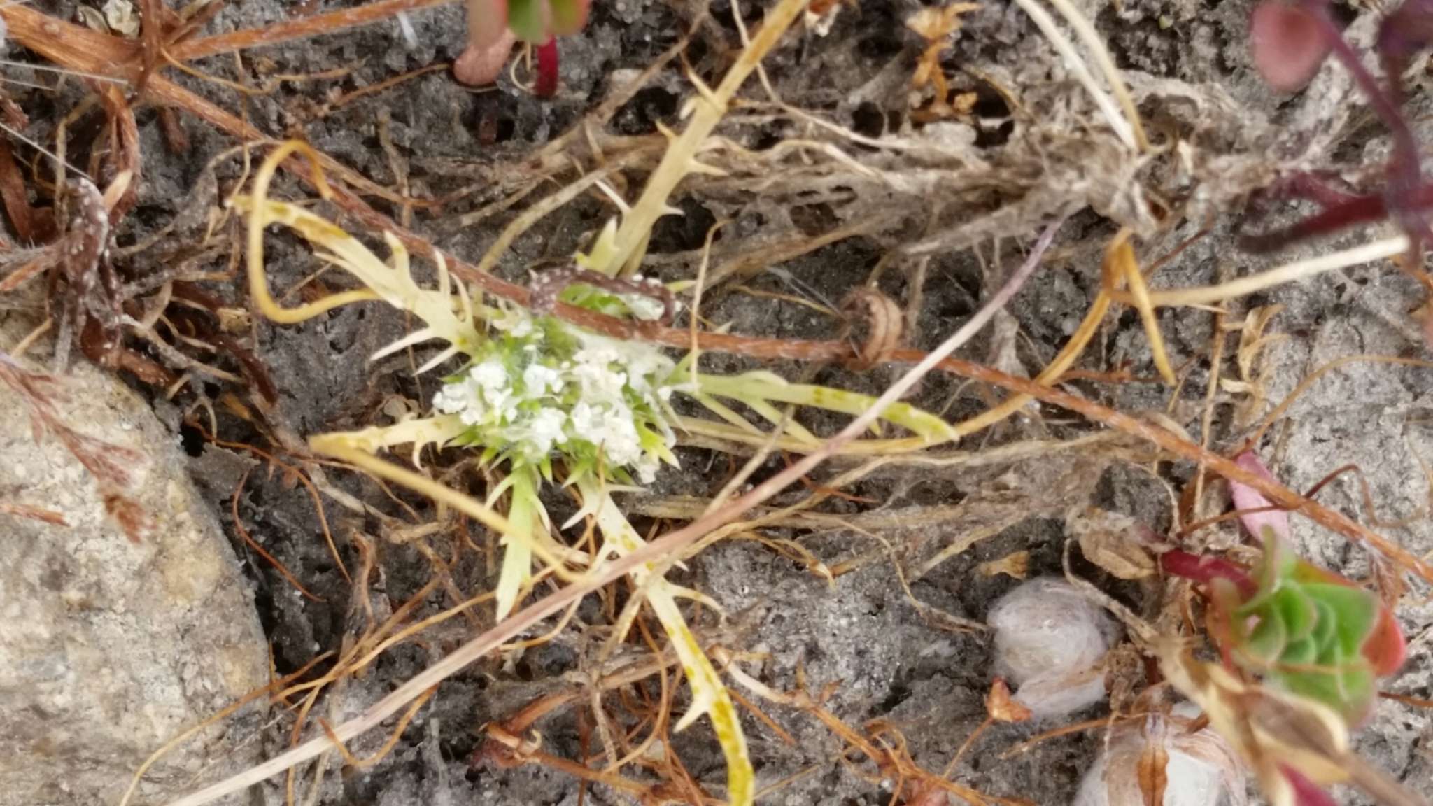 Image de Navarretia prostrata (A. Gray) Greene