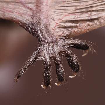 Image of whiskered bat, european whiskered bat