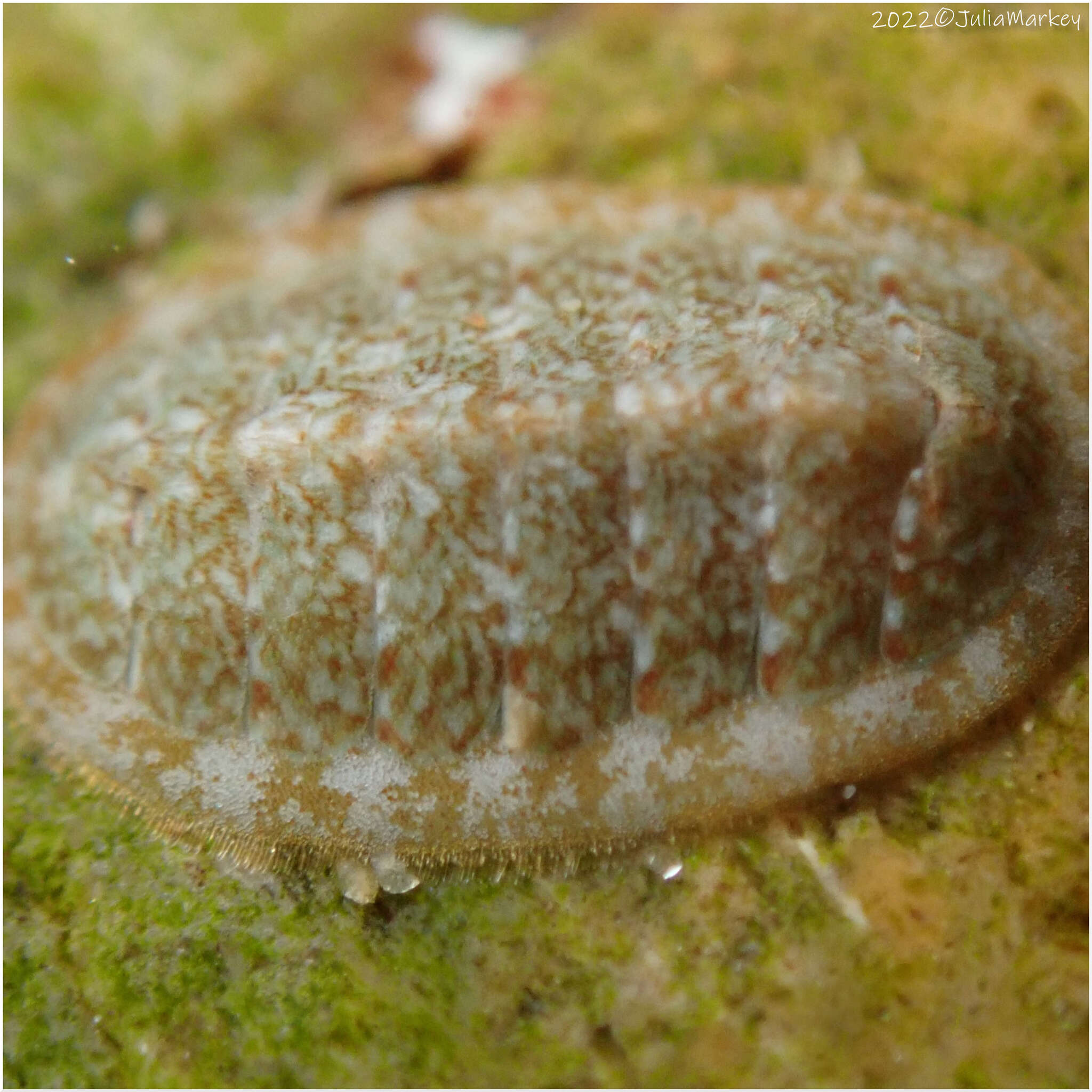 Image of keep's chiton