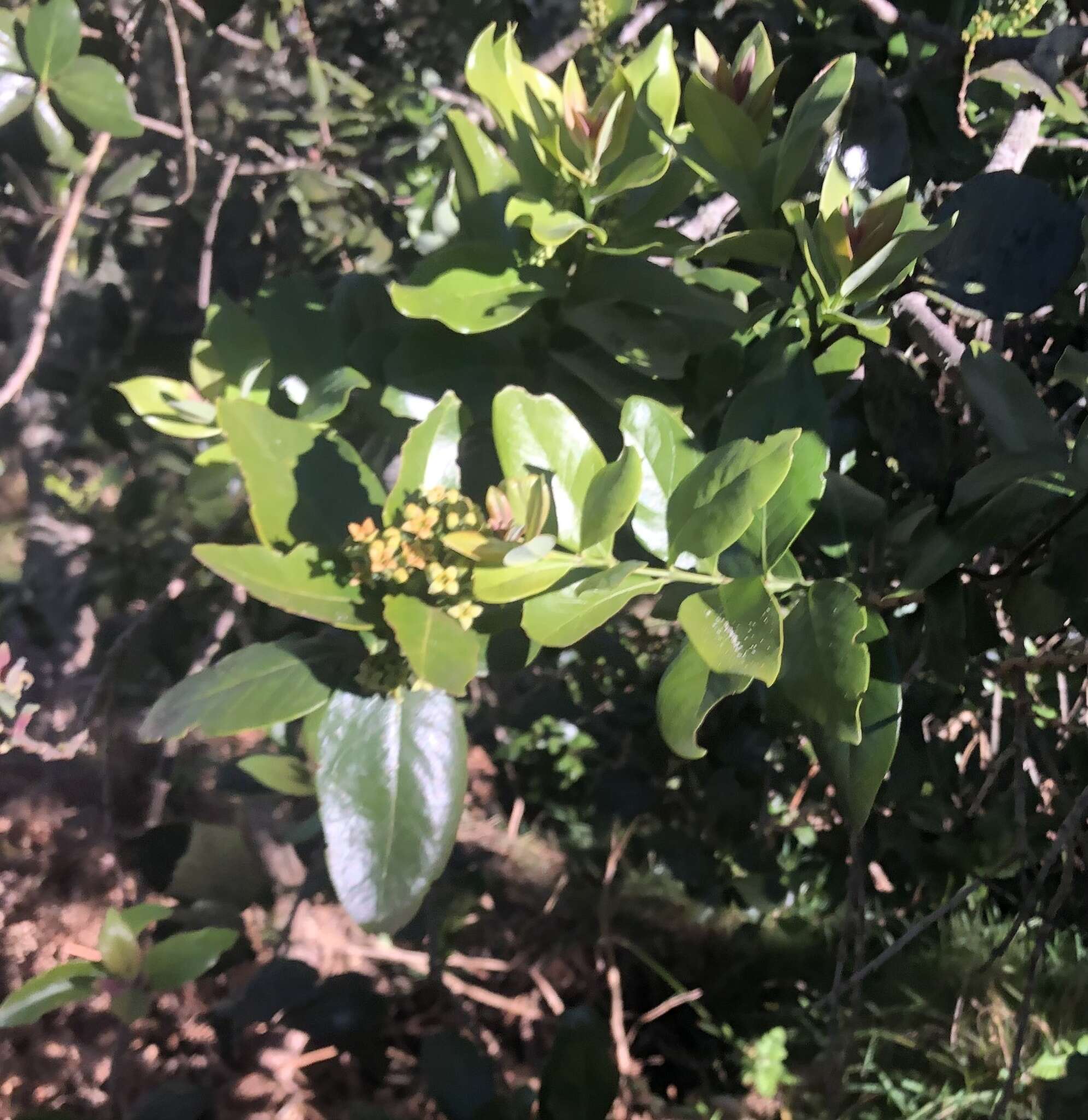 Image of mountain sandalwood